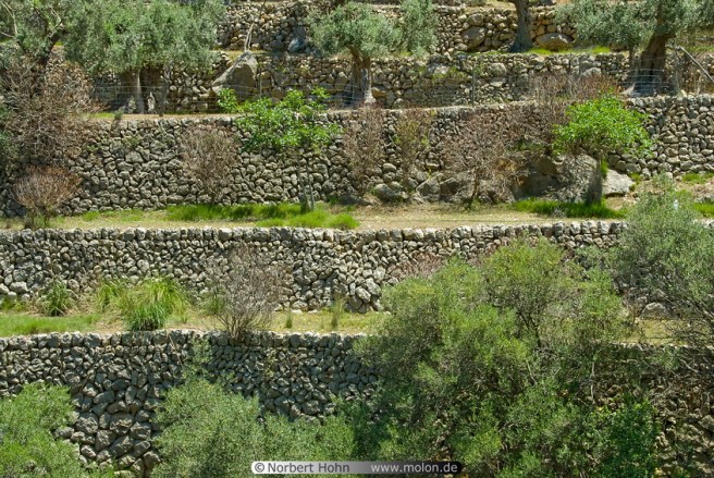 09 Terraced olive tree fields
